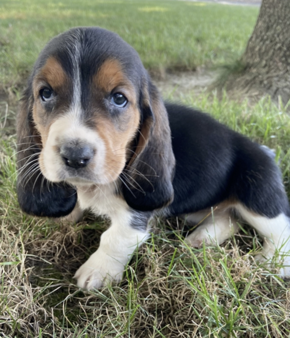 comprar cachorros sanos, baratos y asequibles para la venta